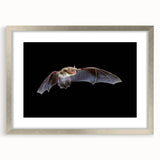 Framed wall art collection featuring a detailed bat design, displayed in a silver frame with a white mat, perfect for wildlife enthusiasts and home decor.