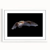 White-framed wall art showcasing a detailed bat design from the "Animals: A Wild Life" collection, perfect for adding a whimsical touch to any room.