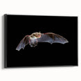 Framed canvas wall art featuring a striking bat design from the 'Animals a Wild Life' collection, showcasing intricate details and a sleek black frame, ideal for wildlife enthusiasts and modern decor.