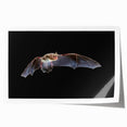Elegant wall art print featuring a vibrant bat design, showcasing intricate details and rich colors, perfect for wildlife enthusiasts and home decor.