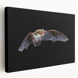 Stretched canvas wall art featuring a detailed bat design, showcasing intricate patterns and vibrant colors, ideal for wildlife enthusiasts and unique decor.