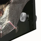 Close-up view of a stunning bat-themed wall art design made of acrylic glass, showcasing intricate details and vibrant colors, perfect for wildlife enthusiasts.