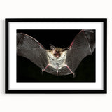 Framed wall art featuring a striking bat design from the 'A Wild Life' collection, showcasing intricate details in black and white against a sleek black frame. This unique piece adds a touch of nature-inspired elegance to any room decor.