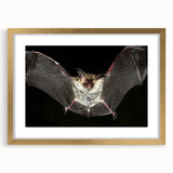 Framed wall art featuring a bat design from the "Animals A Wild Life" collection, with a gold mat and frame, perfect for adding a touch of wildlife elegance to any decor.