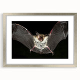 Framed wall art collection showcasing a bat design, featuring a sleek silver frame and matting, ideal for wildlife enthusiasts and modern decor.