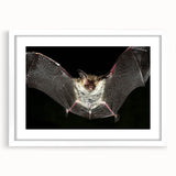 Framed wall art featuring a bat design from the Animals A Wild Life collection, showcasing intricate details and a white mat for an elegant presentation. Perfect for nature lovers and wildlife enthusiasts, this artwork adds a unique touch to any space.