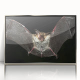 Framed wall art showcasing a striking bat design in a silver acrylic frame, perfect for nature-themed decor. Ideal for wildlife enthusiasts and modern interiors.