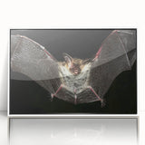 Framed wall art featuring a striking bat design, showcasing intricate details and vibrant colors in a white frame, perfect for wildlife enthusiasts' decor.