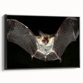 Framed canvas wall art featuring a detailed bat design from the Animals A Wild Life collection, showcasing intricate textures, set against a black background.