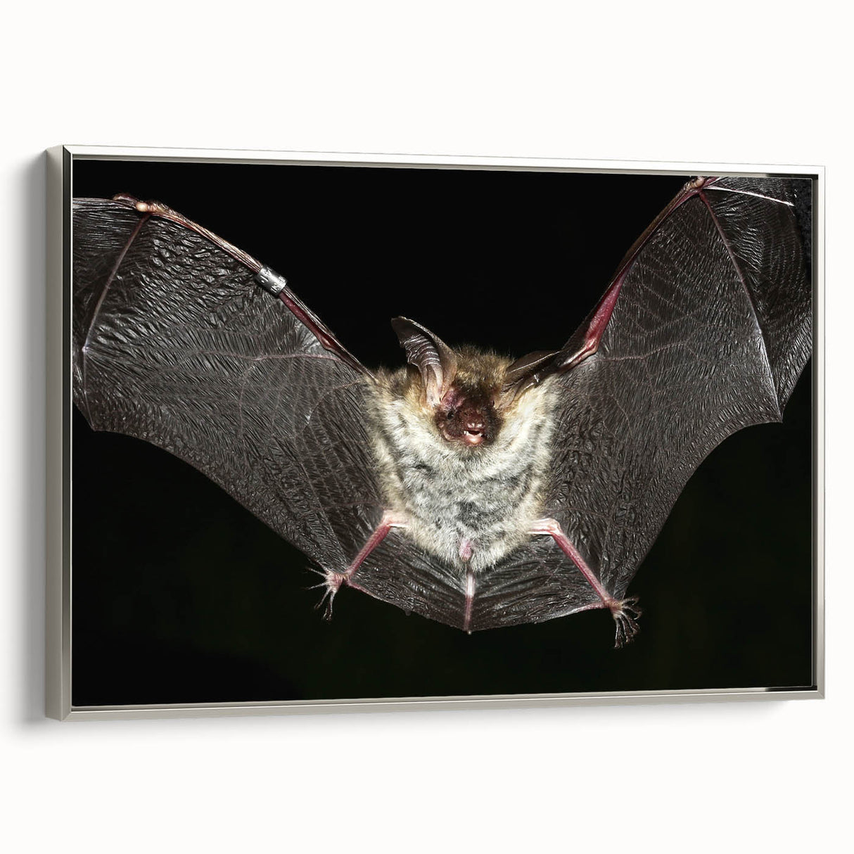 Framed canvas wall art depicting a stylish bat design from the Wild Life collection, featuring silver accents and a modern aesthetic, ideal for wildlife enthusiasts.