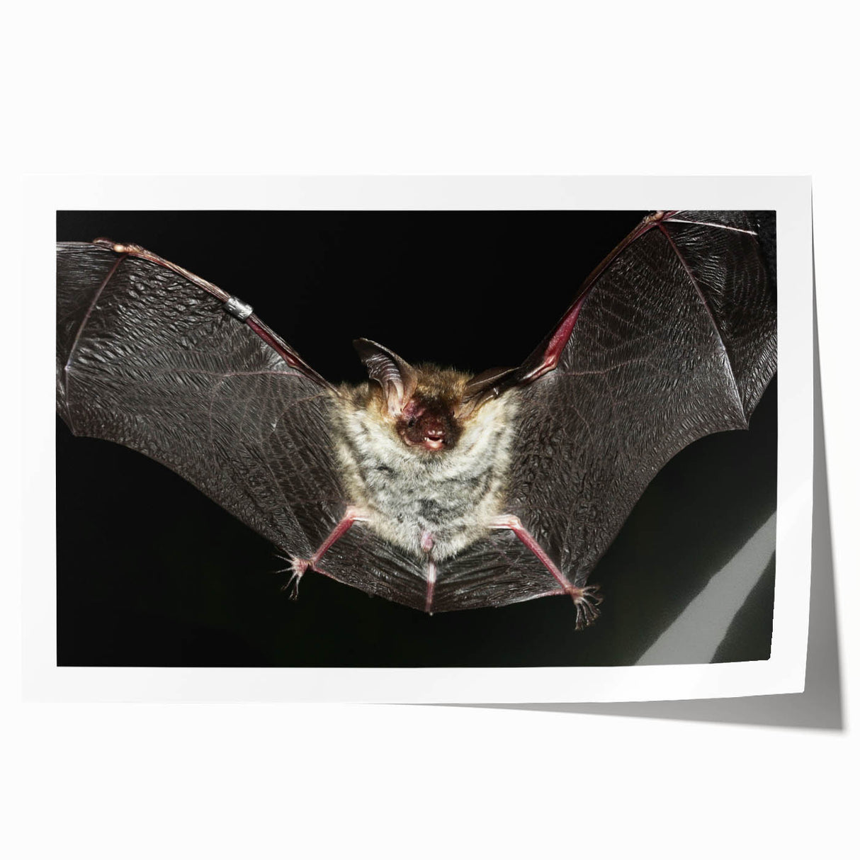 Stunning rolled print showcasing a detailed bat design from the "Animals: A Wild Life" wall art collection, featuring intricate lines and earthy tones, perfect for nature enthusiasts.