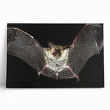 Stretched canvas art showcasing a whimsical bat design, featuring intricate details and vibrant colors, perfect for wildlife-themed decor and art lovers.