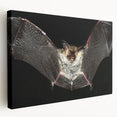 Stretched canvas wall art showcasing a detailed bat design from the Wild Life collection, featuring rich colors and intricate patterns, perfect for nature enthusiasts.