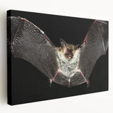 Stretched canvas wall art showcasing a detailed bat design from the Wild Life collection, featuring rich colors and intricate patterns, perfect for nature enthusiasts.