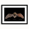 Black-framed wall art featuring a bat design, part of the 'Animals: A Wild Life' collection, showcasing intricate details and vibrant colors, perfect for nature enthusiasts.