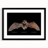 Black-framed wall art featuring a bat design, part of the 'Animals: A Wild Life' collection, showcasing intricate details and vibrant colors, perfect for nature enthusiasts.
