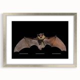 Framed wall art featuring a detailed bat design, part of the Wildlife collection, showcasing a silver frame and white matting for an elegant display. Ideal for nature enthusiasts looking to enhance home decor with unique animal-themed artwork.