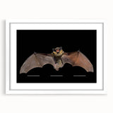 Framed wall art featuring a bat design from the "Animals A Wild Life" collection, showcasing intricate details and a white mat, ideal for nature-themed decor.