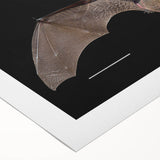 Rolled canvas featuring a striking bat design from the Animals A Wild Life collection, showcasing intricate details and vibrant colors, perfect for nature-themed decor.