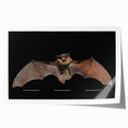 Bat-themed wall art print showcasing intricate designs and vibrant colors, perfect for wildlife enthusiasts and home decor. Ideal for framed display or gifting.