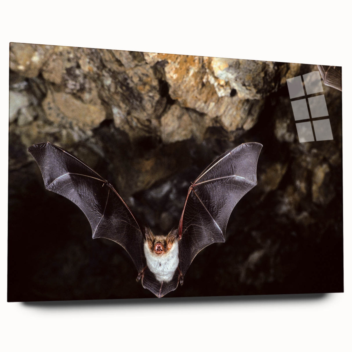 Acrylic wall art showcasing a vibrant bat design from the "Animals A Wild Life" collection, displayed in a side view to highlight its sleek finish and detailed artwork. Perfect for nature enthusiasts and modern decor.