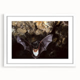 Framed wall art featuring a bat design from the "Animals A Wild Life" collection, showcasing intricate details and a white mat, perfect for nature-themed decor.