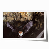 Bat-themed wall art print showcasing intricate wildlife design in vibrant colors, rolled for easy display and shipping, perfect for nature enthusiasts.
