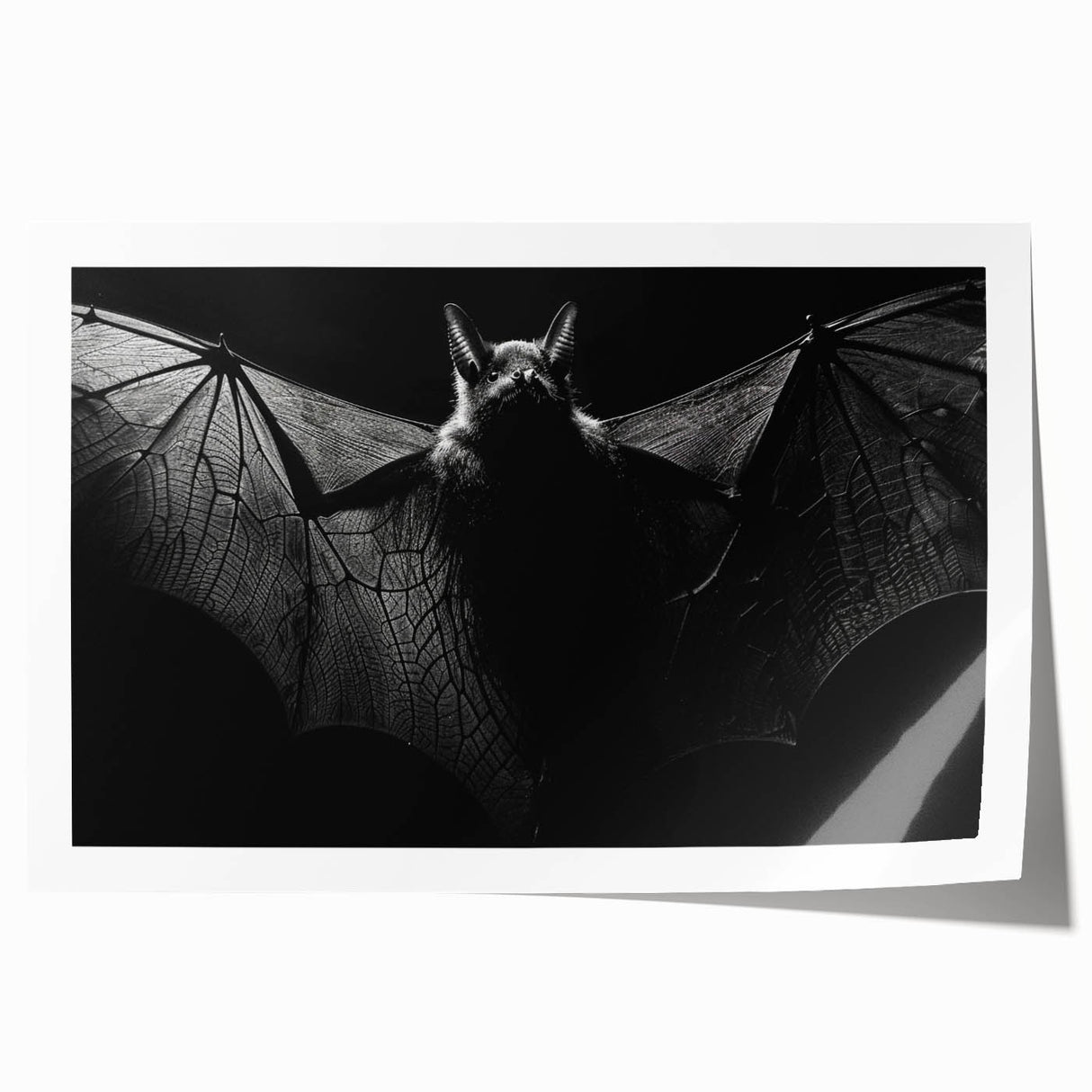 Rolled print of a bat-themed wall art design, showcasing intricate details and vibrant colors, perfect for animal lovers and wildlife decor enthusiasts.