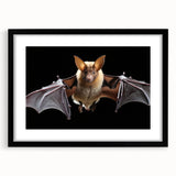 Black-framed wall art featuring a bat design from the 'A Wild Life' collection, showcasing intricate details and textures, perfect for nature-themed decor.
