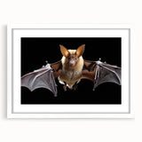 Framed wall art featuring a bat design from the 'Animals of the Wild' collection, showcased in a white mat, perfect for enhancing modern decor.