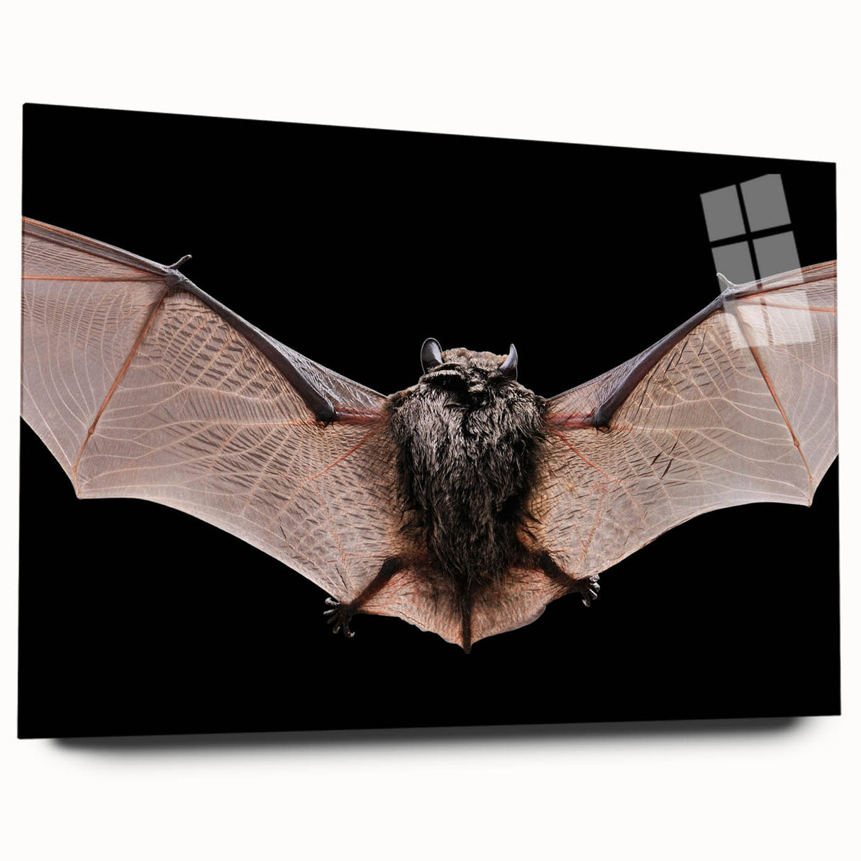 Acrylic glass wall art showcasing a bat design from the 'Animals A Wild Life' collection, featuring detailed imagery and a sleek side view, ideal for wildlife enthusiasts.