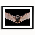 Black-framed wall art featuring a detailed bat design from the "Animals: A Wild Life" collection, showcasing intricate illustrations perfect for nature-themed decor.