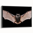 Framed canvas wall art featuring a bat design from the "A Wild Life" collection, showcasing intricate details in black, perfect for animal lovers and home decor enthusiasts.
