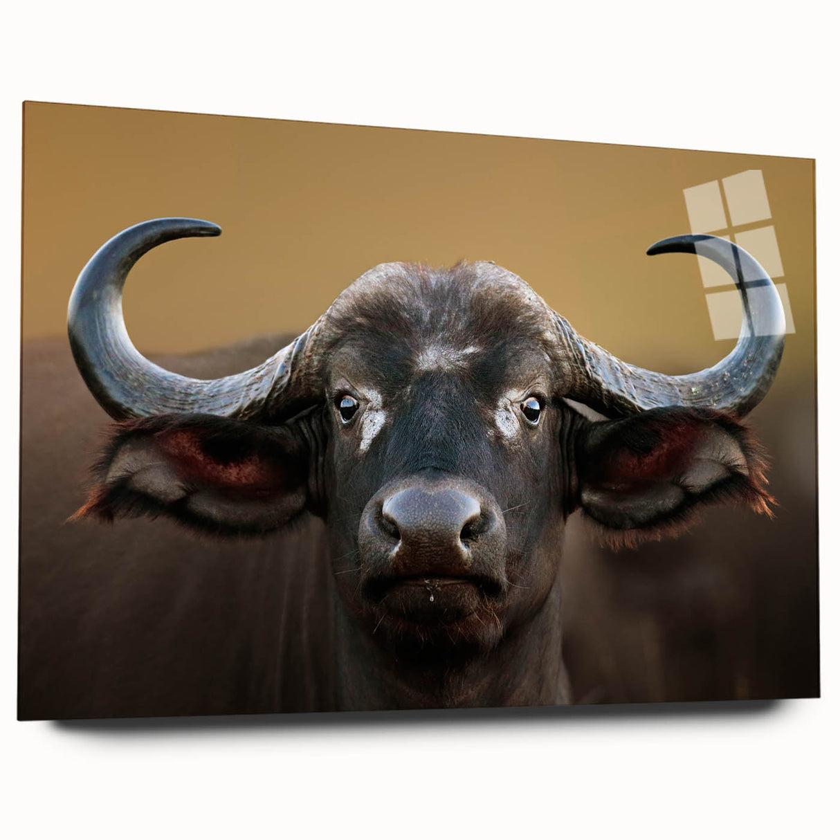 Close-up of a stunning buffalo wall art piece showcasing intricate bison design on acrylic glass, perfect for wildlife enthusiasts and modern decor.