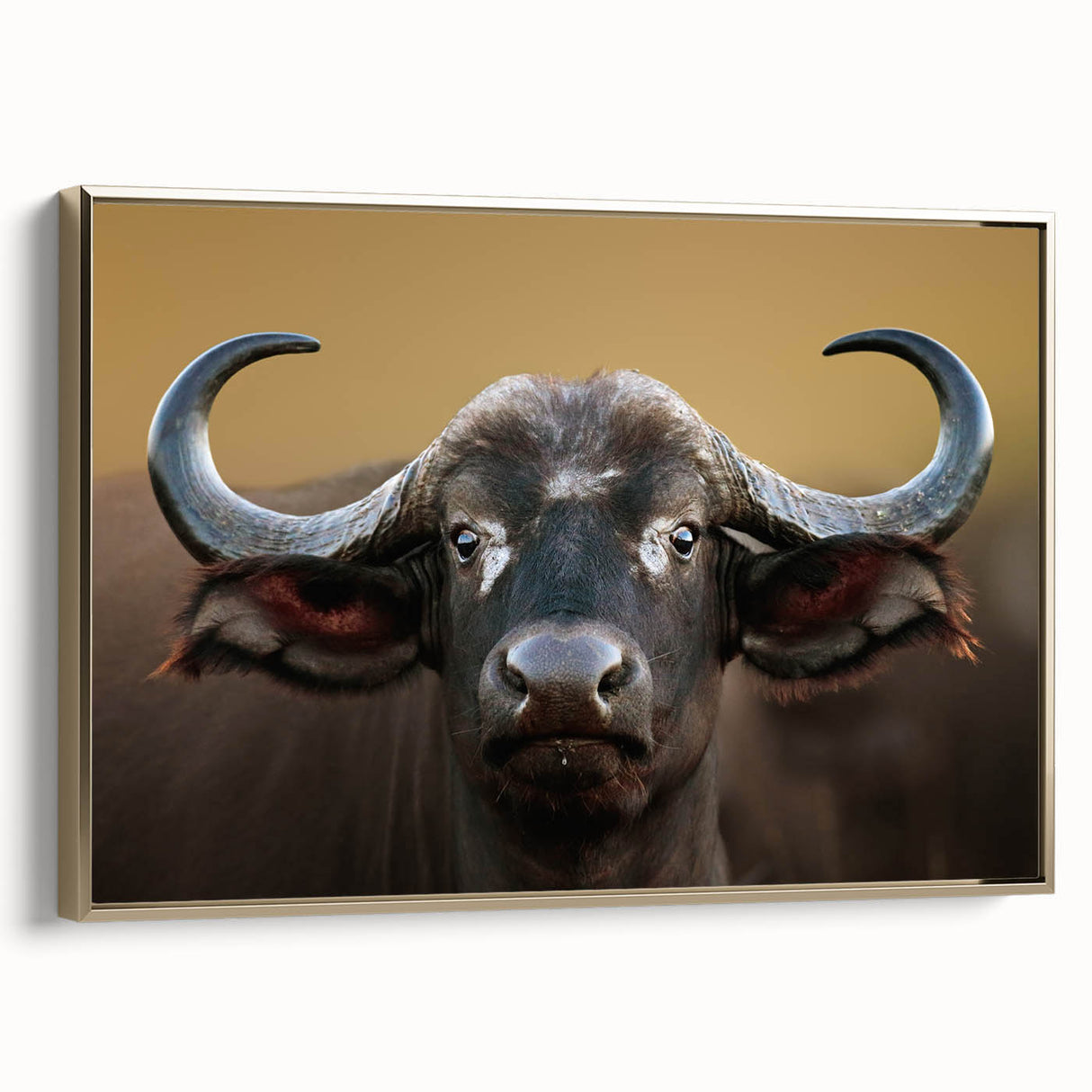 Framed canvas wall art featuring a side view of a majestic buffalo in a golden finish, showcasing intricate details and textures, perfect for animal lovers and home decor enthusiasts.