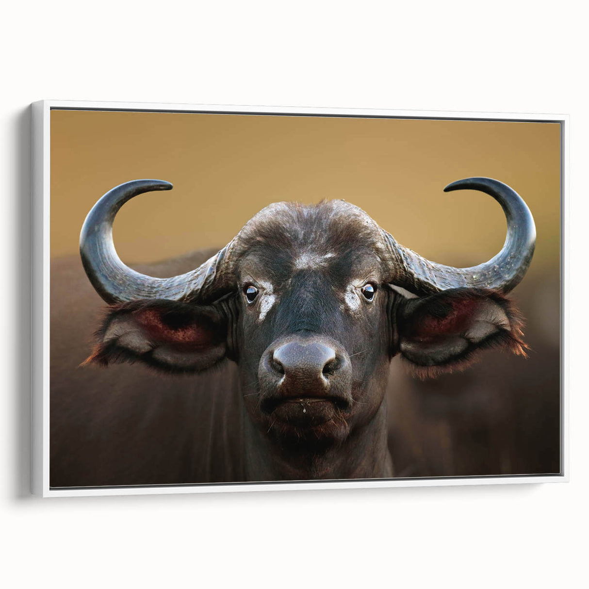 Side view of a framed canvas wall art featuring a majestic buffalo design, showcasing intricate details and vibrant colors, perfect for wildlife enthusiasts and home decor.