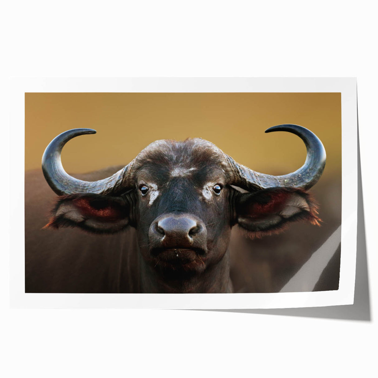 Buffalo wall art design showcasing a majestic bison in a natural setting, perfect for wildlife enthusiasts. This rolled print adds a touch of nature to any decor.