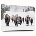 Acrylic glass wall art showcasing a side view of a buffalo, part of the A Bisson Design collection, featuring vibrant colors and detailed textures. Ideal for wildlife enthusiasts and home decor.