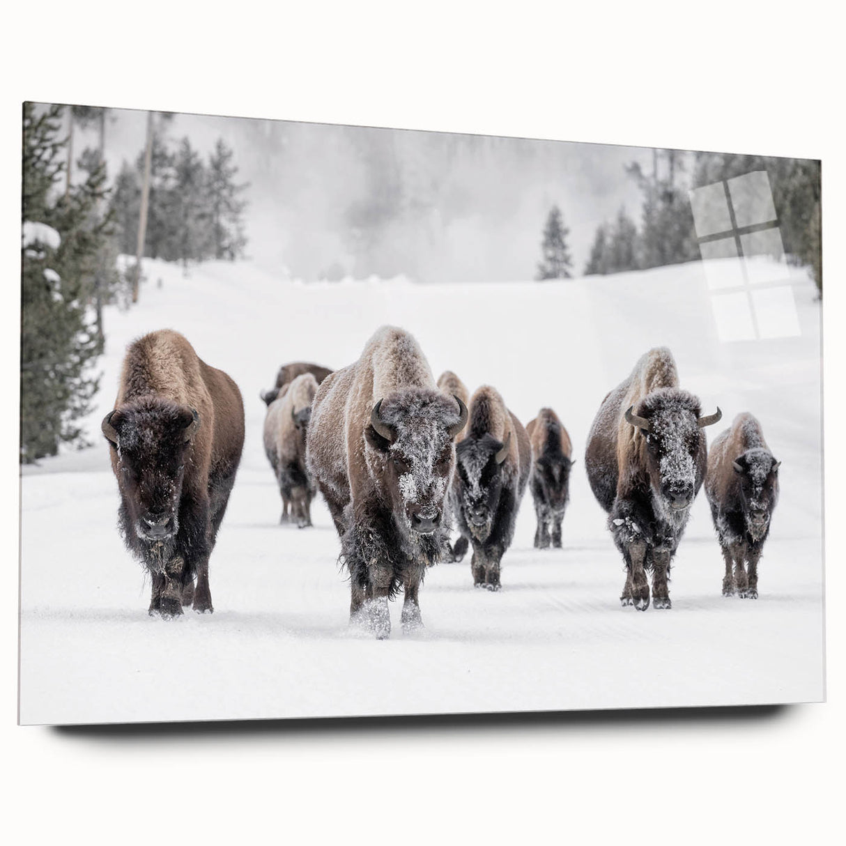Close-up of a side view of a bison design wall art featuring a wild buffalo, displayed in an elegant acrylic glass frame, showcasing intricate details and vibrant colors. This artwork adds a touch of nature-inspired decor to any space.