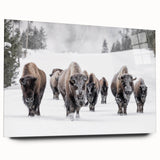 Close-up of a side view of a bison design wall art featuring a wild buffalo, displayed in an elegant acrylic glass frame, showcasing intricate details and vibrant colors. This artwork adds a touch of nature-inspired decor to any space.