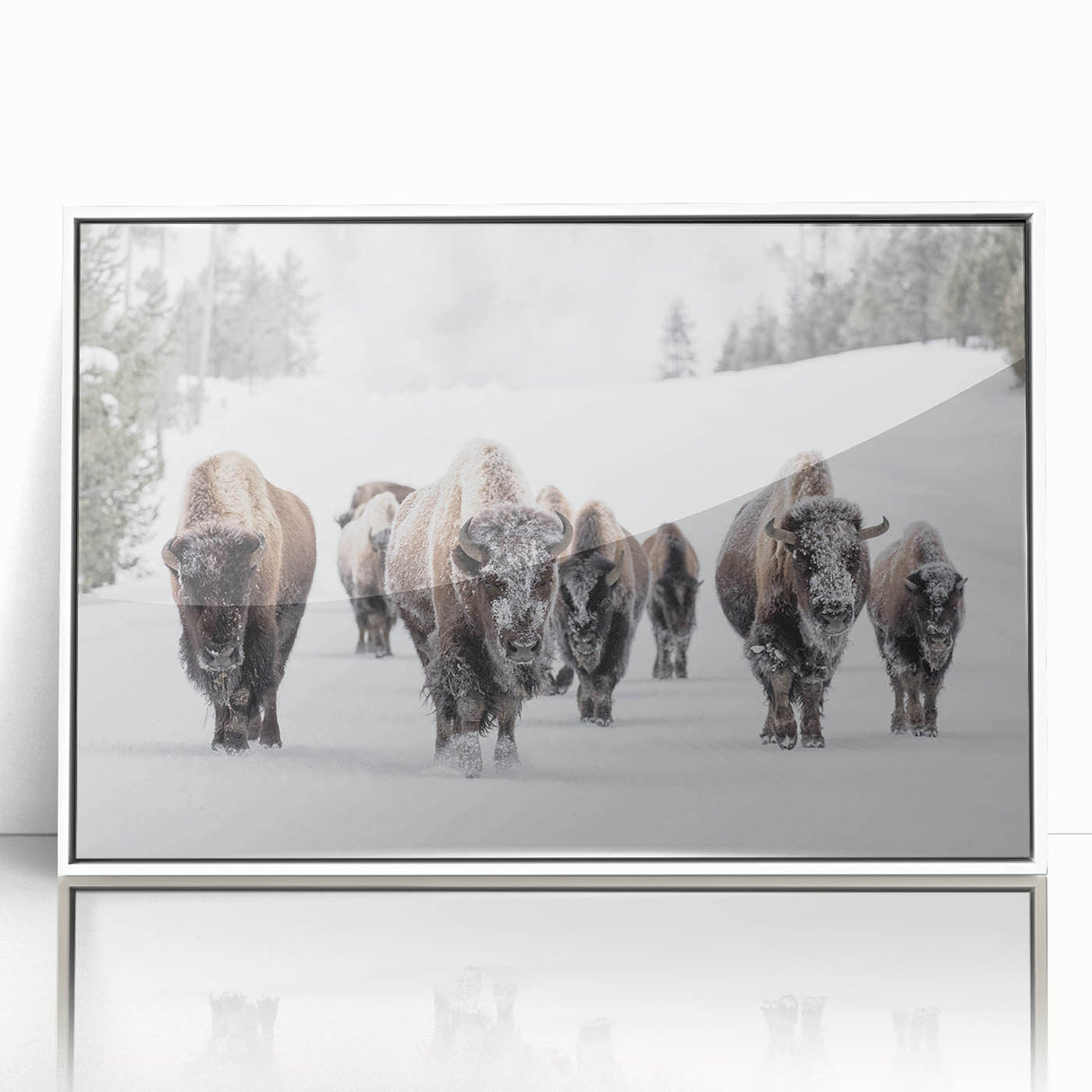 Framed wall art piece showcasing a majestic buffalo design from the "A Wild Life" collection, featuring a white frame and acrylic front, perfect for nature enthusiasts.
