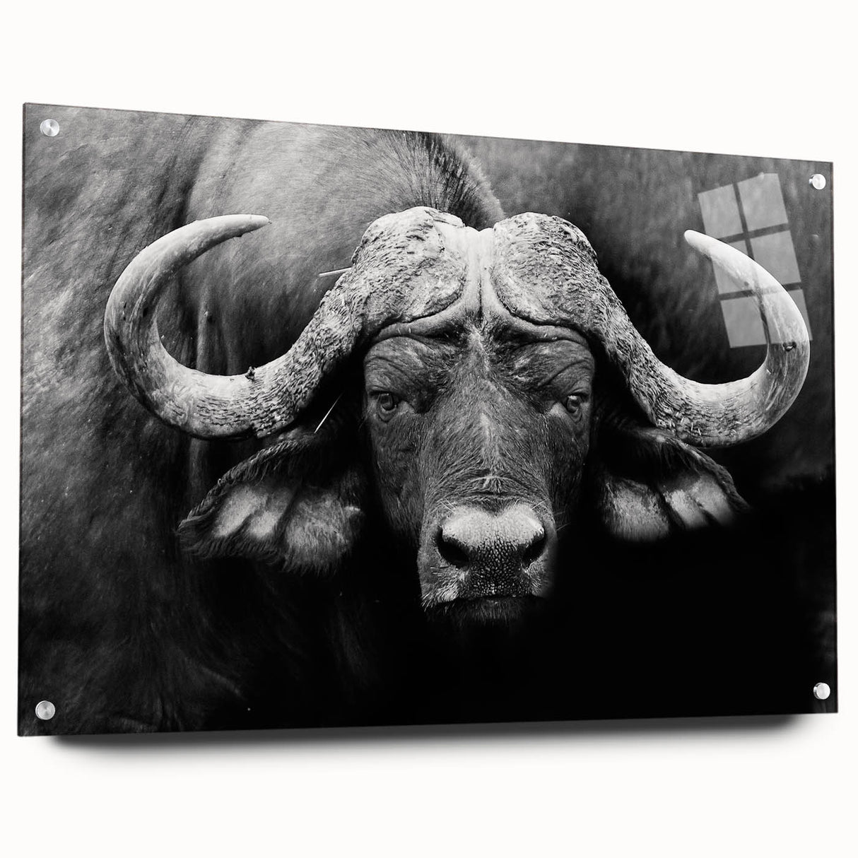 Side view of a buffalo wall art piece from the "A Wild Life" collection, showcasing vibrant colors and intricate details, printed on acrylic glass with pins for easy display.