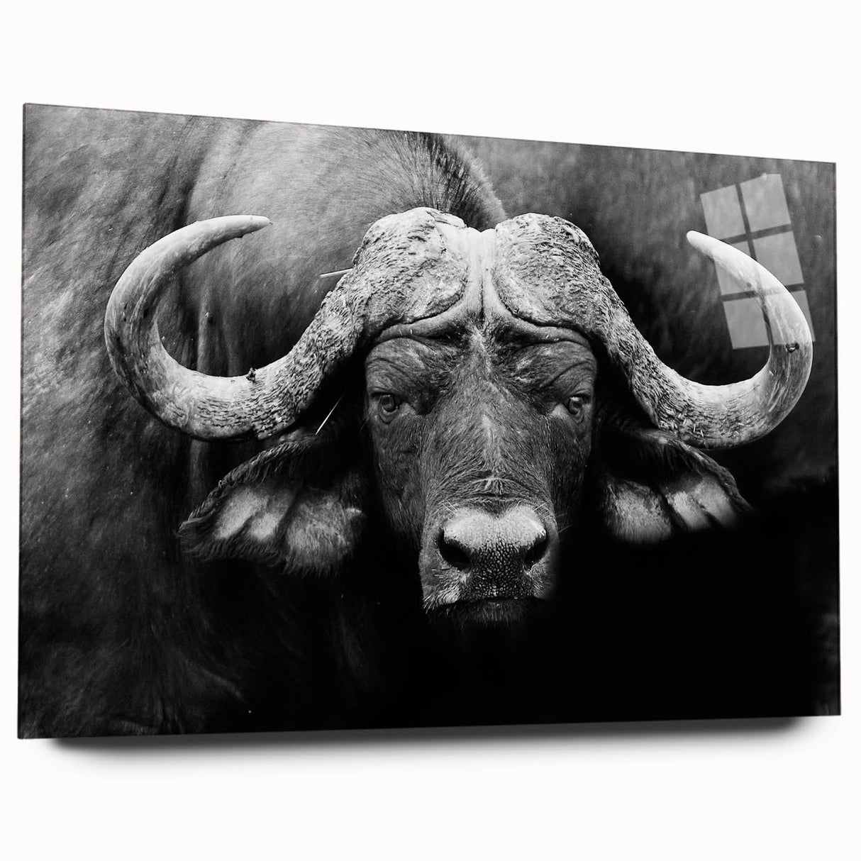 Side view of a buffalo wall art design in an acrylic glass frame, showcasing intricate details and vibrant colors in a wildlife-themed decor collection. Ideal for animal lovers and nature enthusiasts, this piece enhances any living space with its striking presence.