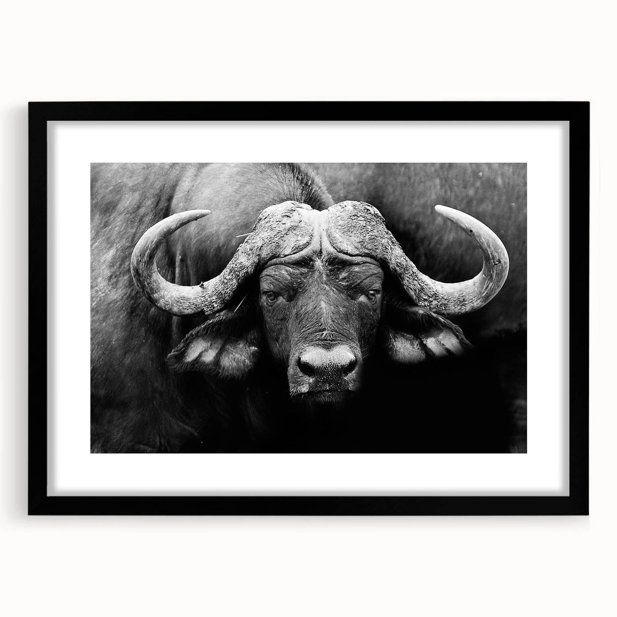 Framed wall art featuring a majestic buffalo design in a minimalist black frame, complete with a white mat, perfect for nature-themed decor or wildlife enthusiasts.
