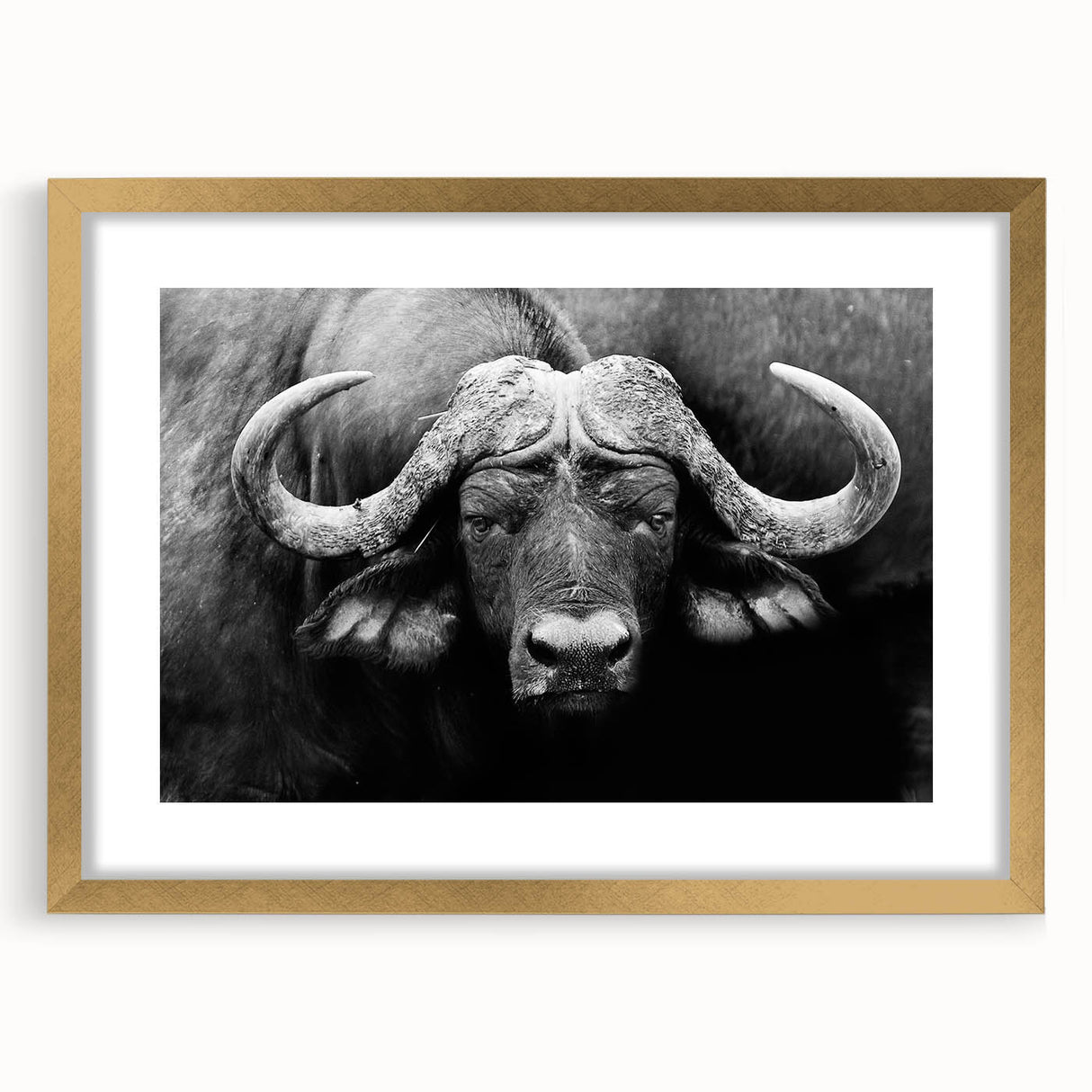 Buffalo wall art featuring a stunning bison design in a gold frame with a mat, perfect for adding a touch of wildlife elegance to any decor. Ideal for nature enthusiasts.