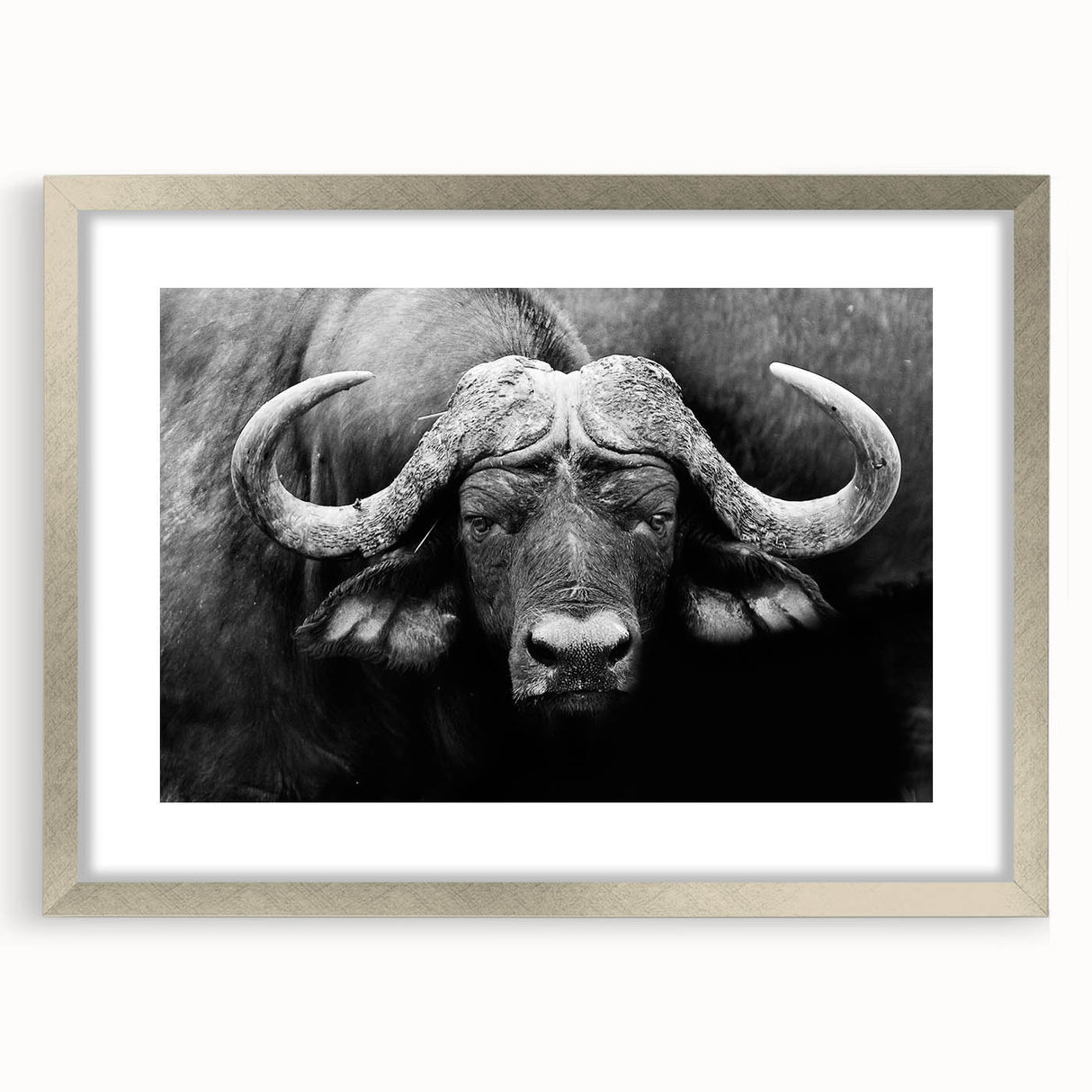Framed wall art featuring a majestic buffalo design, elegantly showcased with a silver frame and mat. This wildlife-inspired decor adds a touch of nature to any space.