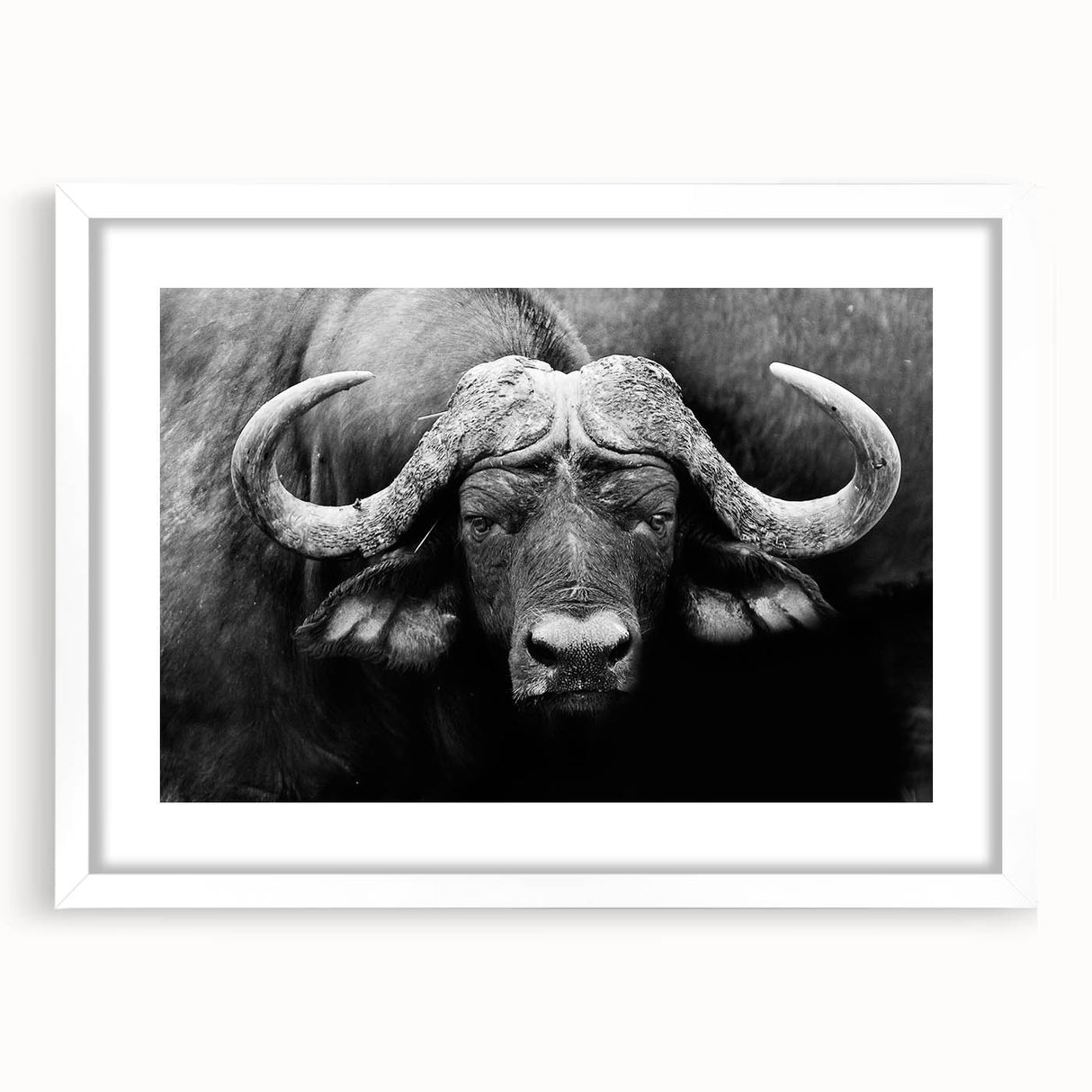 Framed wall art of a majestic buffalo from the A Bisson Design collection, featuring a white mat and sleek frame, perfect for nature-themed decor.