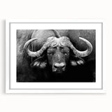 Framed wall art of a majestic buffalo from the A Bisson Design collection, featuring a white mat and sleek frame, perfect for nature-themed decor.