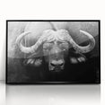 Framed acrylic wall art featuring a striking black bison design, showcasing detailed textures and bold colors, perfect for wildlife enthusiasts and modern decor.