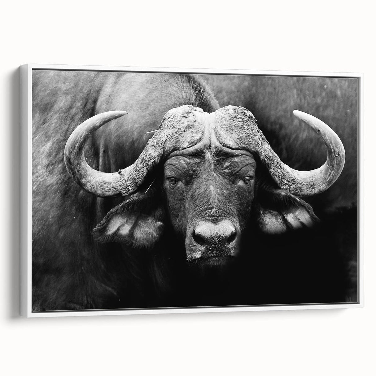Framed canvas wall art depicting a majestic buffalo in a natural setting, showcasing detailed textures and earthy tones, perfect for wildlife enthusiasts and home decor lovers.